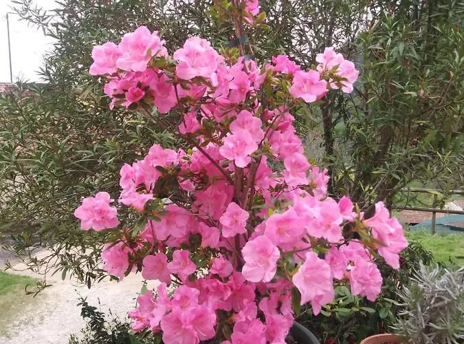 Poggio Del Sole باسّانو ديل غرابّا