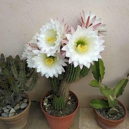 Frühstückspension Poggio Del Sole